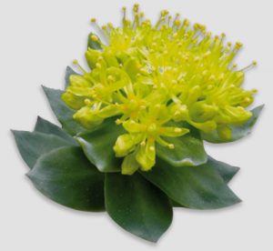 Rhodiola rosea, a stress booster, included in Centrapeak