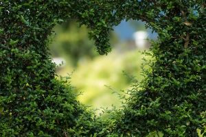Plant-based: Heart in a wall of plants
