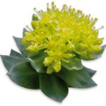 rhodiola rosea