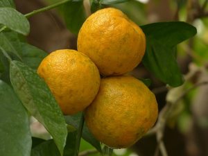 bitter orange
