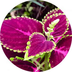 Forslean helps to encourage fat breakdown and fat burning, while building muscle