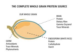 Oryzatein whole grain brown rice, found in Performance Lab SPORT Protein, the best vegan protein powder