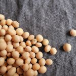 Soy beans, used to make for soy protein