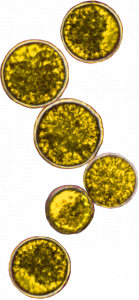 The best omega 3 supplement UK is farmed from algae- no fishy smell! 